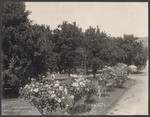 Lemon and Orange trees and Rose bushes, 2216