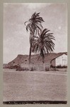 Palm Trees at Old Town. Planted in 1769.