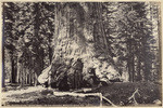 Section of the "Grizzly Giant," 33 feet diameter, Mariposa Grove, Cal.