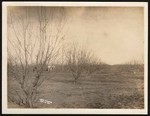 Dan Sturm's four-year old almond orchard