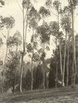 Elysian Park Eucalyptus (4 views)