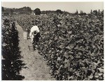 Picking beans