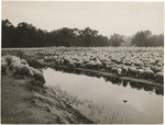 Sheep, Cone Ranch, near Red Bluff, Tehama Co., Cal., 10900