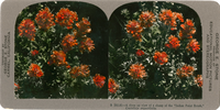 A close up view of a clump of the "Indian Paint Brush," Castelleja angustifolia, B 583.81