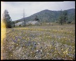 Field of wildflowers ruined mine in rear