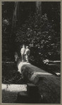 [Alfred Fuhrman and man standing on fallen tree in Muir Woods]