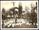 Mr. Steere and a bunch of his feathered friends