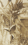 [Banana tree at Mount Ecclesia, Rosicrucian Fellowship, Oceanside]