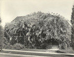 [Wisteria on Terrace Drive] (2 views)