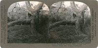 Trunk of Torrey Pine (Pinus Torreyana) from San Diego, California, S 273