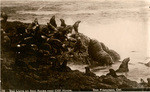 Sea lions on Seal Rocks near Cliff House, 18