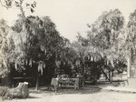 House covered with wisteria, Los Robles & Walnut Streets