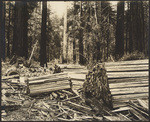 A green tree cut into posts during former Lull's administration