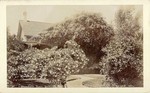 Mammoth Rose Bush in Pasadena. # 1054