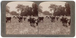 Cattle grazing in the pleasant pasture lands of Pasa Robles, California