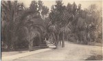 Private Drive on Adams Street, Dracena Palms. # 1905