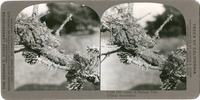 Old cones of Bishop Pine. (Pinus muricana), S 162