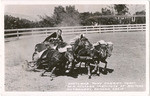 Shetland Pony Chariot Team, W.K. Kellogg Institute of Animal Husbandry, Pomona, Calif.