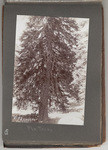 Fir tree