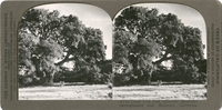 Coast Live Oak (Quercus agrifolia) photographed near Monterey, California, S 174
