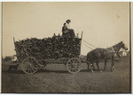 [Horse-drawn wagon stacked with wood]