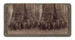 President Roosevelt and his distinguished Party, before the "Grizley Giant," Big Trees of California