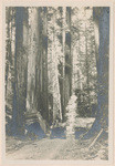 [Redwoods and automobile]