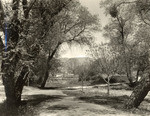 San Antonio (Old Baldy) from Ganesha Park (7 views)