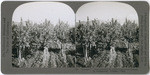 Oranges 1. Field nursery of citrus fruit trees (lemons in foreground), Lindsay, Calif., 35