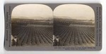 More than 10,000 Acres of Navel Orange Groves, San Gabriel Valley, Cal., U.S.A. 13546.