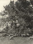 Sheep and Sycamores