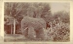 Cypress Elephant on Main St. Los Angeles, Cal. # 1243