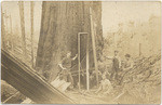 [Lumberjacks in Trinity County]