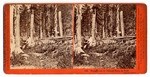 Stumps cut by Donner Party in 1846, Summit Valley. # 133.