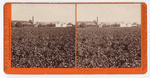 Wine houses from the Ave., Sunny Slope. San Gabriel, Los Angeles Co., Cal. 4807.