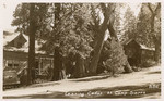 Leaning cedar at Camp Sierra A56
