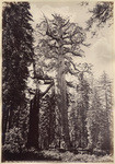 The "Grizzly Giant," 33 feet diameter, nearly 300 feet high, Mariposa Grove, Cal.