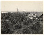 [Oil derrick in orange orchard, Orange County]