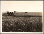 [Rice fields south of Orland]