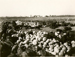 Hogs feeding on pumpkins, near Turlock, California, 23316