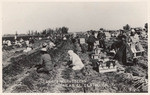 Carrot harvesters near El Centro, Calif.