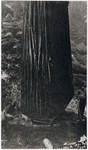 [Logging redwoods] (9 views)