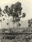 Eucalyptus trees