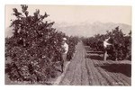 Picking Oranges Near Snow Fields. So. Cal. 701.