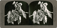 Leaves and seeds of Box Elder. (Acer negundo), S 209