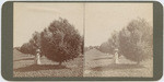 [Woman standing in orchard near row of trees, Fresno County]