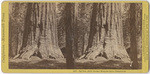 Big tree, (94 ft. circum) Mariposa Grove, Mariposa Co., # 1277