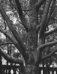 [Multi-limbed tree]