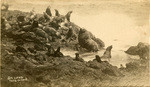 Sea lions, Pacific Ocean