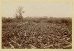 Single grape vine supported by trellis